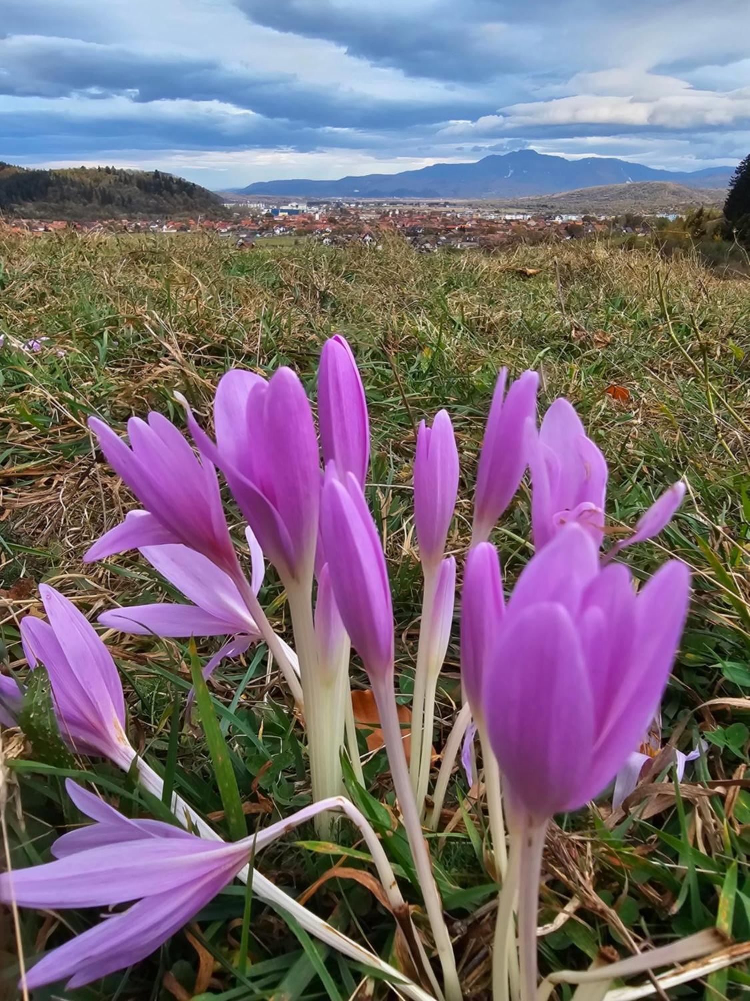 Pensiunea Kyfana Zărneşti Eksteriør billede